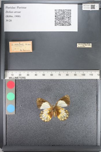 Media type: image;   Entomology 131630